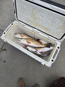 Redfish caught in Rockport