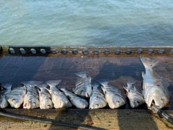 7 black drum fish caught in Rockport