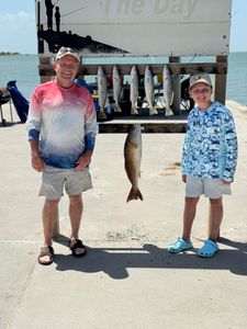 Spotted Weakfish and Great Barracuda caught in Rockport