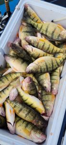 Six European perch caught at Conneaut