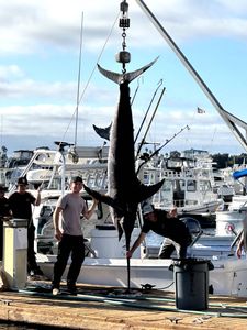 500 pound sword fish caught nine miles west