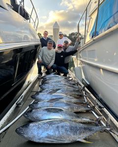 Two yellowfin tuna, a big catch in CA