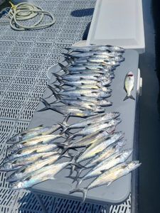 5 Spanish Mackerel and Bluefish at Atlantic Beach