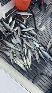 Magnificent Spanish Mackerel caught at Atlantic Beach