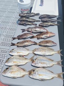 15 black drum fish caught at Atlantic Beach