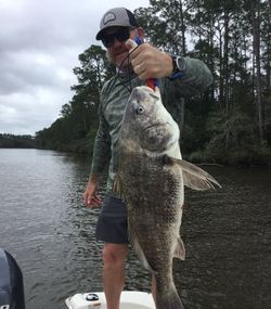 A person fishing for a black drum in Florida