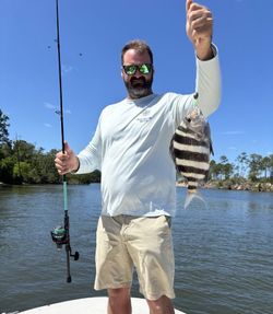 Sheepshead fish caught fishing in Florida waters