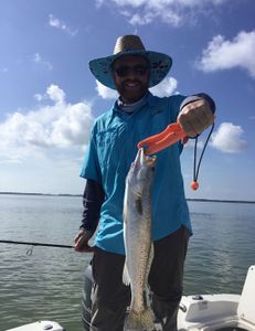 Spotted weakfish, 24 inches long, caught while fishing in FL