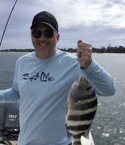 Sheepshead fish caught by angler in Florida