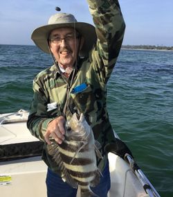 Sheepshead fish caught while fishing in Florida