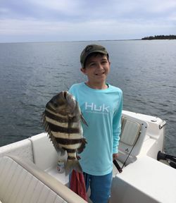 Sheepshead fish caught by angler in Florida