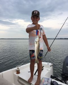 Spotted Weakfish caught while fishing in Florida