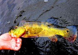 An unforgettable Peacock Bass Fishing in Lake Ida!