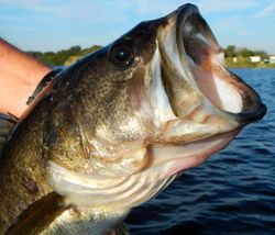 Largemouth Bass Fishing Exploration!