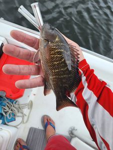 Mangrove Snapper fishing fun in Pensacola