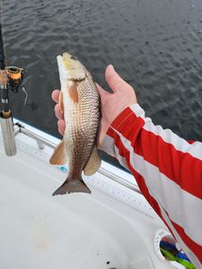 Red drum fishing thrills in Florida