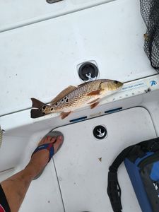 Catch red drum fish with charters.