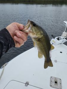 Bass Surf fishing hotspots in Pensacola