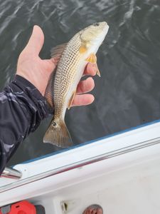 Experience Pensacola fishing charters today