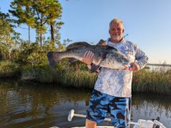 Angler catches a black drum fish in Florida