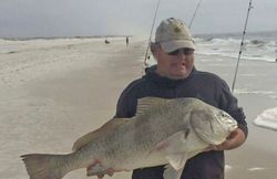 Black Drum fish caught while fishing in Pensacola