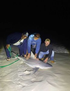 Blacktip shark caught while fishing in Pensacola