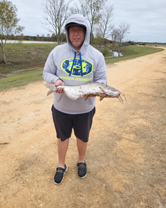 A large blue catfish caught in Pensacola