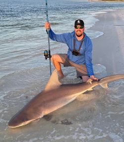 Massive bull shark caught while fishing in FL