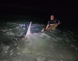 Night Shark Fishing In Orange Beach FL