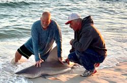 Pensacola Bull Shark Fishing
