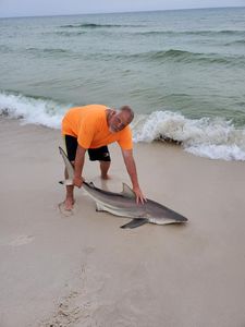 Sandbar shark fishing in FL