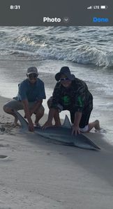 Sandbar shark caught while fishing in Pensacola