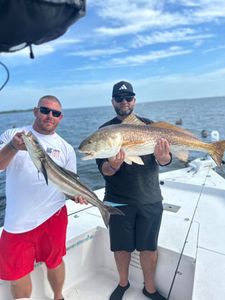 Two cobia fish, 30 inches long, caught while fishing in Panama City Beach