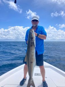 Cobia fish caught while fishing in FL