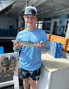 A fisherman with 3 Spanish Mackerel and Sheepshead fish caught in Florida
