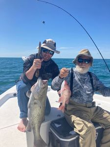 Two Gag Grouper fish caught during fishing in Panama City Beach