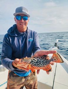 Honeycomb grouper, 16-inch fish caught while fishing in FL