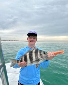Sheepshead fish caught fishing in Panama City Beach, Florida
