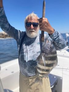 Sheepshead fish caught while fishing in Panama City Beach