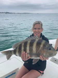 Sheepshead fish caught while fishing in FL