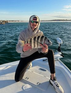 A sheepshead fish caught while fishing in Florida
