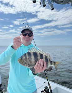 Sheepshead fish caught in FL