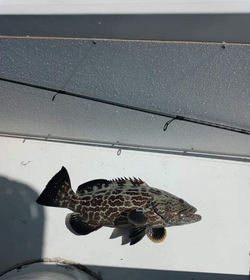Photograph of a black grouper in Florida waters