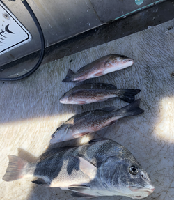 Four black drum, redfish, and grey snapper fish caught in Florida