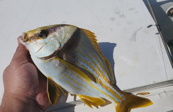 Fishing trip in Florida landscape