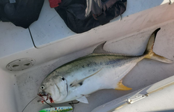 Giant trevally caught while fishing in Florida