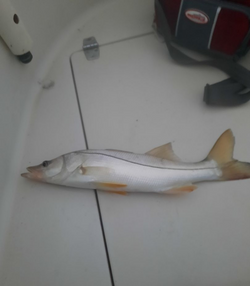 Snook fishing in Florida