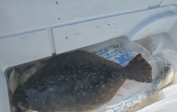 Southern Flounder caught while fishing in Florida
