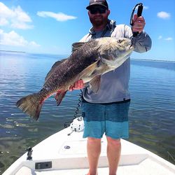 Black Drum fish caught in LA