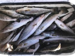 Spotted weakfish school in LA waters